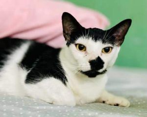 Lucy Domestic Short Hair Cat