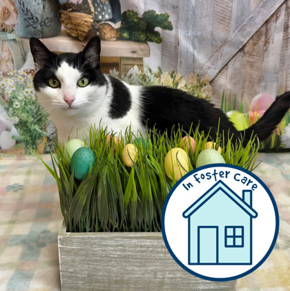 Paul, an adoptable Domestic Short Hair in Walla Walla, WA, 99362 | Photo Image 1