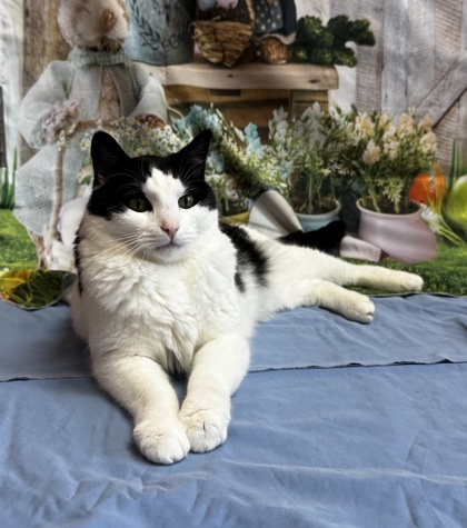 Paul, an adoptable Domestic Short Hair in Walla Walla, WA, 99362 | Photo Image 2