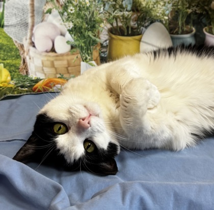 Paul, an adoptable Domestic Short Hair in Walla Walla, WA, 99362 | Photo Image 3