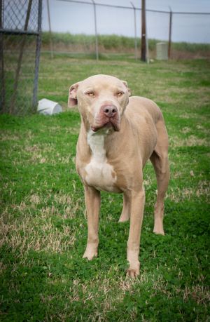 Rambo, Adult Male Mixed Breed