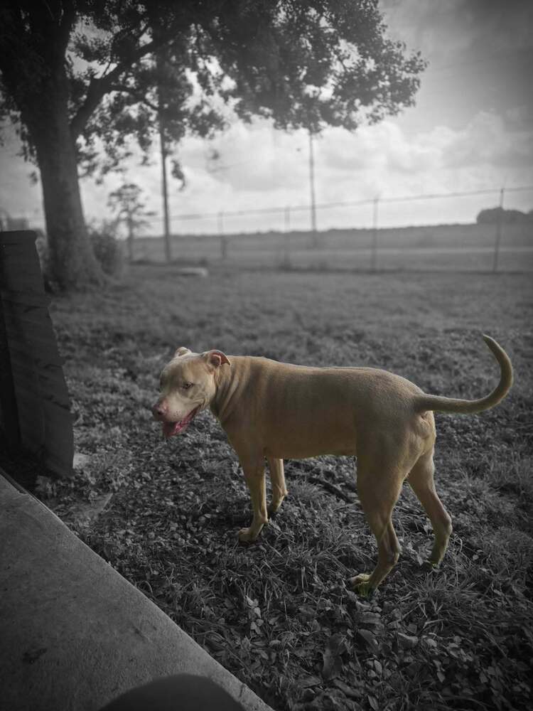 Rambo