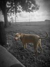 Rambo photo 4