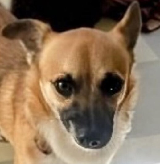 Rudi