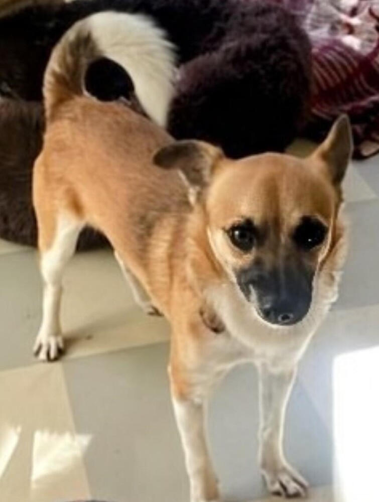 Rudi