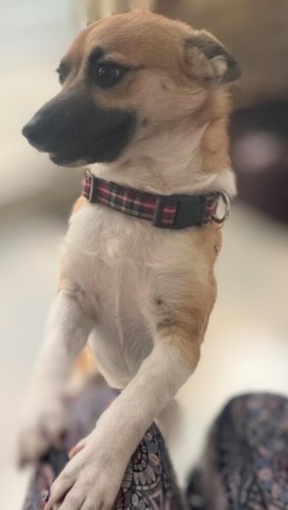 Rudi