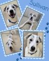 Sullivan photo 1