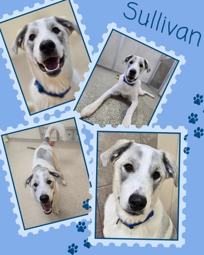 Sullivan