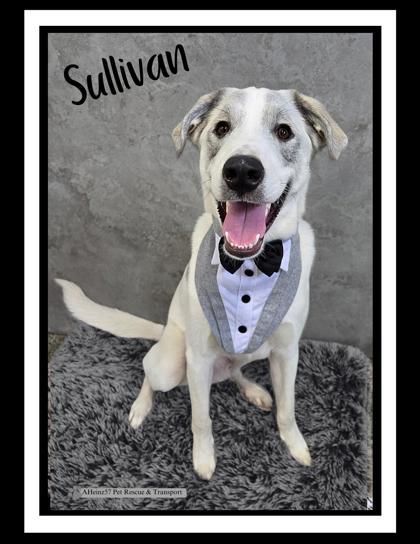 Sullivan