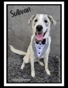 Sullivan photo 3