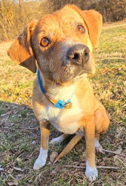 Odyssey, an adoptable Chinook, Mixed Breed in Morton Grove, IL, 60053 | Photo Image 1