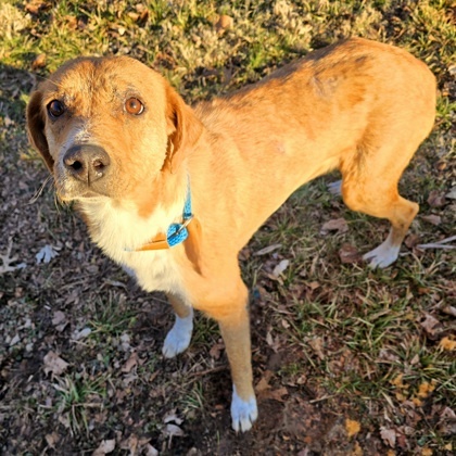 Odyssey, an adoptable Chinook, Mixed Breed in Morton Grove, IL, 60053 | Photo Image 2