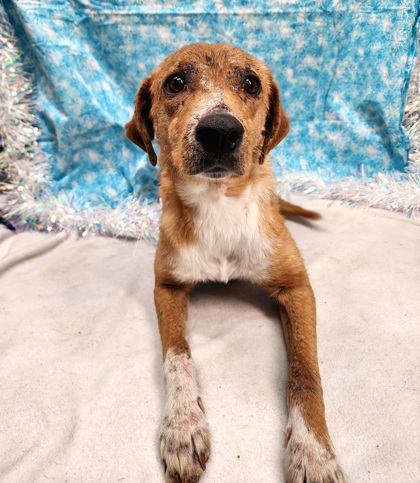 Odyssey, an adoptable Chinook, Mixed Breed in Morton Grove, IL, 60053 | Photo Image 3