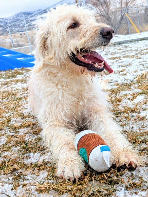 Mimsy 43362, an adoptable Labradoodle in Pocatello, ID, 83205 | Photo Image 1