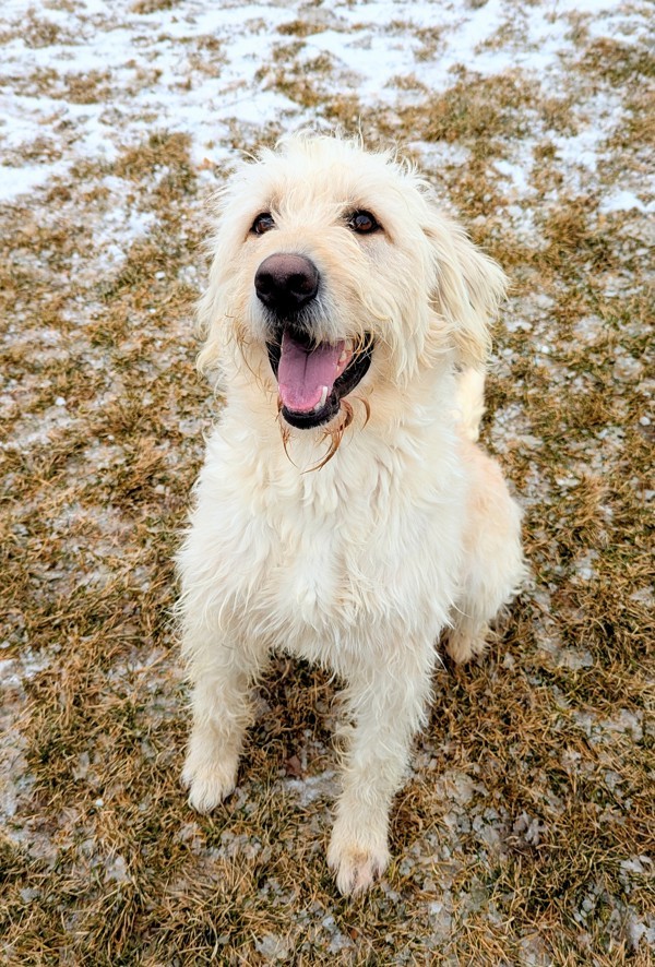 Mimsy 43362, an adoptable Labradoodle in Pocatello, ID, 83205 | Photo Image 2