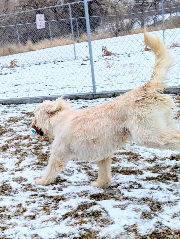 Mimsy 43362, an adoptable Labradoodle in Pocatello, ID, 83205 | Photo Image 3