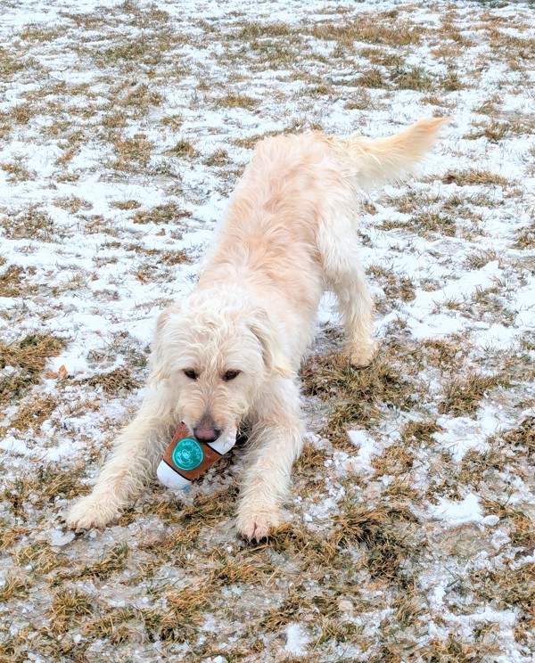 Mimsy 43362, an adoptable Labradoodle in Pocatello, ID, 83205 | Photo Image 4