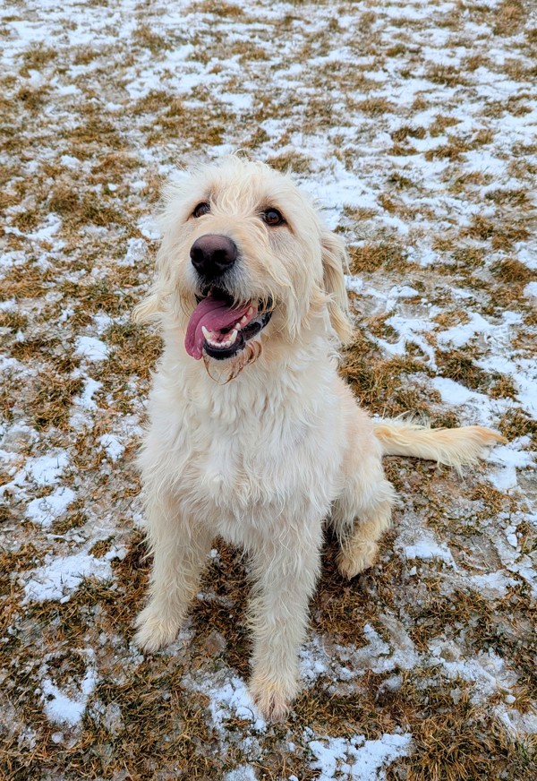 Mimsy 43362, an adoptable Labradoodle in Pocatello, ID, 83205 | Photo Image 5