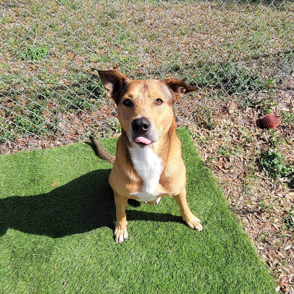 Apollo