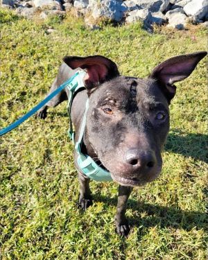 Maria, Senior Female American Bulldog