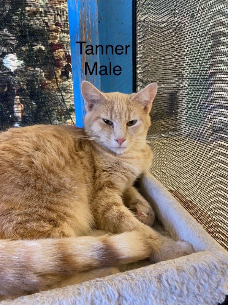 Tanner