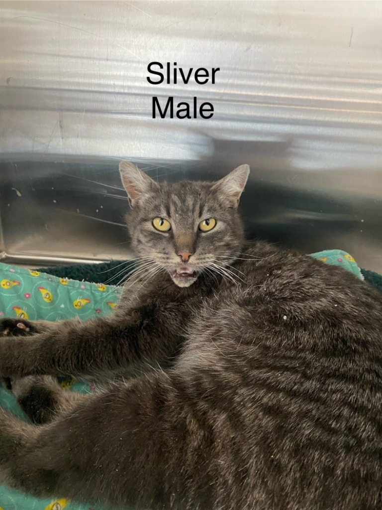 Silver, an adoptable Domestic Short Hair in Heber City, UT, 84032 | Photo Image 1