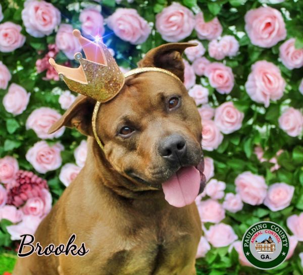 25-01-0088 Brooks