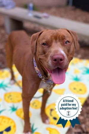 Melba, Adult Female Mixed Breed