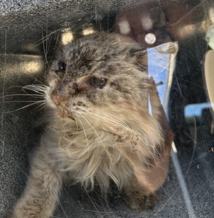 Cisco, an adoptable Ragdoll, Domestic Short Hair in Fort Worth, TX, 76119 | Photo Image 1