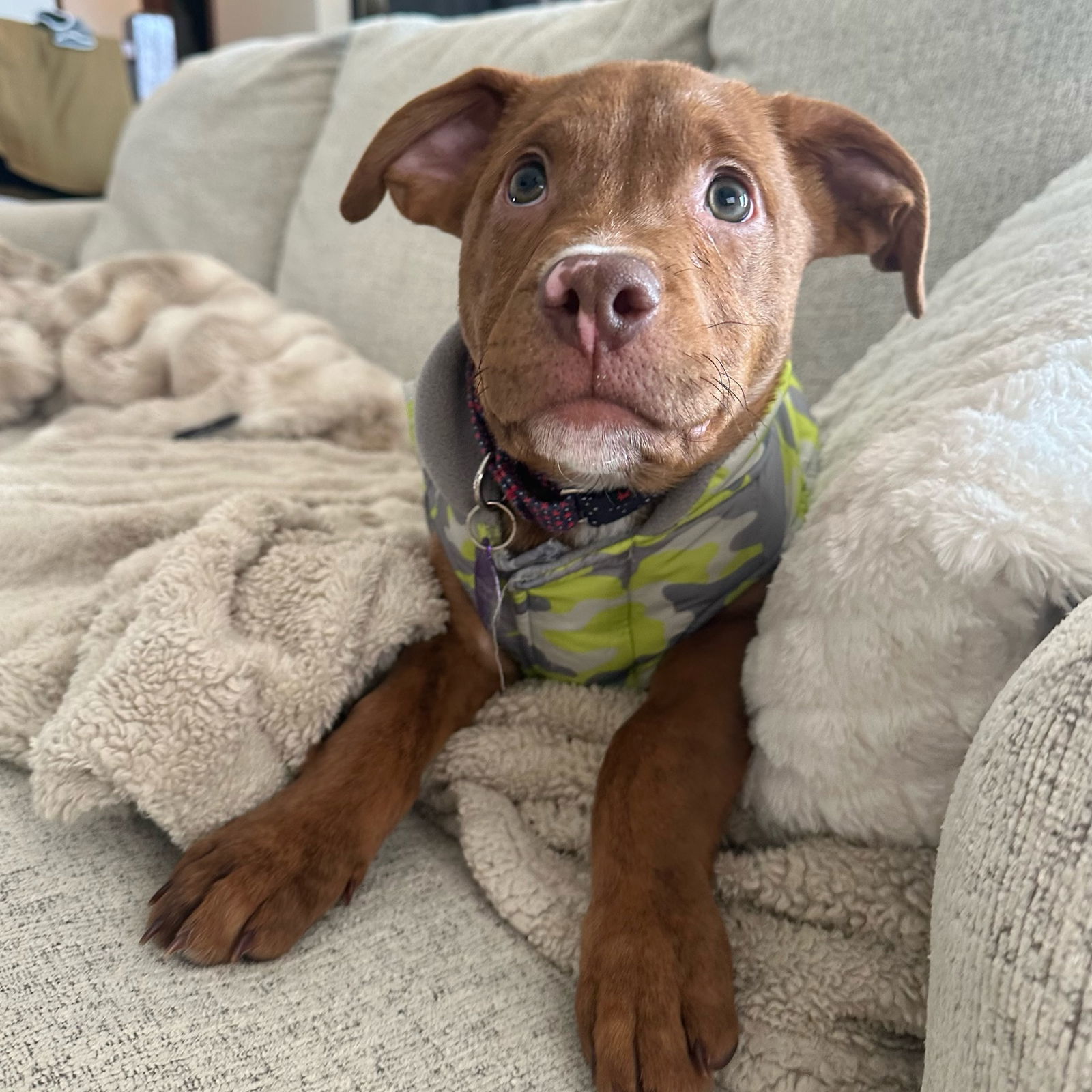Larimar, an adoptable Pit Bull Terrier, Husky in Fargo, ND, 58103 | Photo Image 1