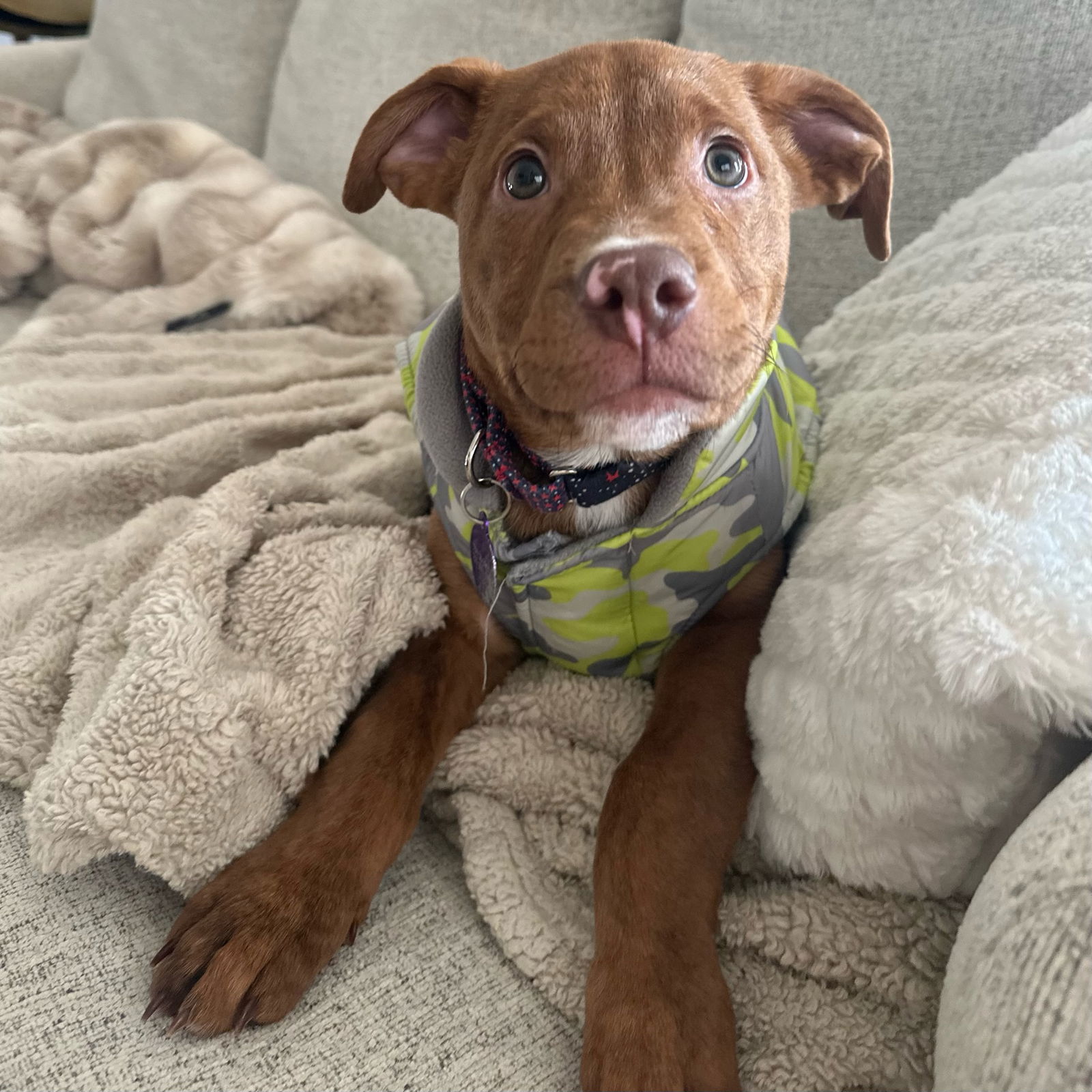 Larimar, an adoptable Pit Bull Terrier, Husky in Fargo, ND, 58103 | Photo Image 2