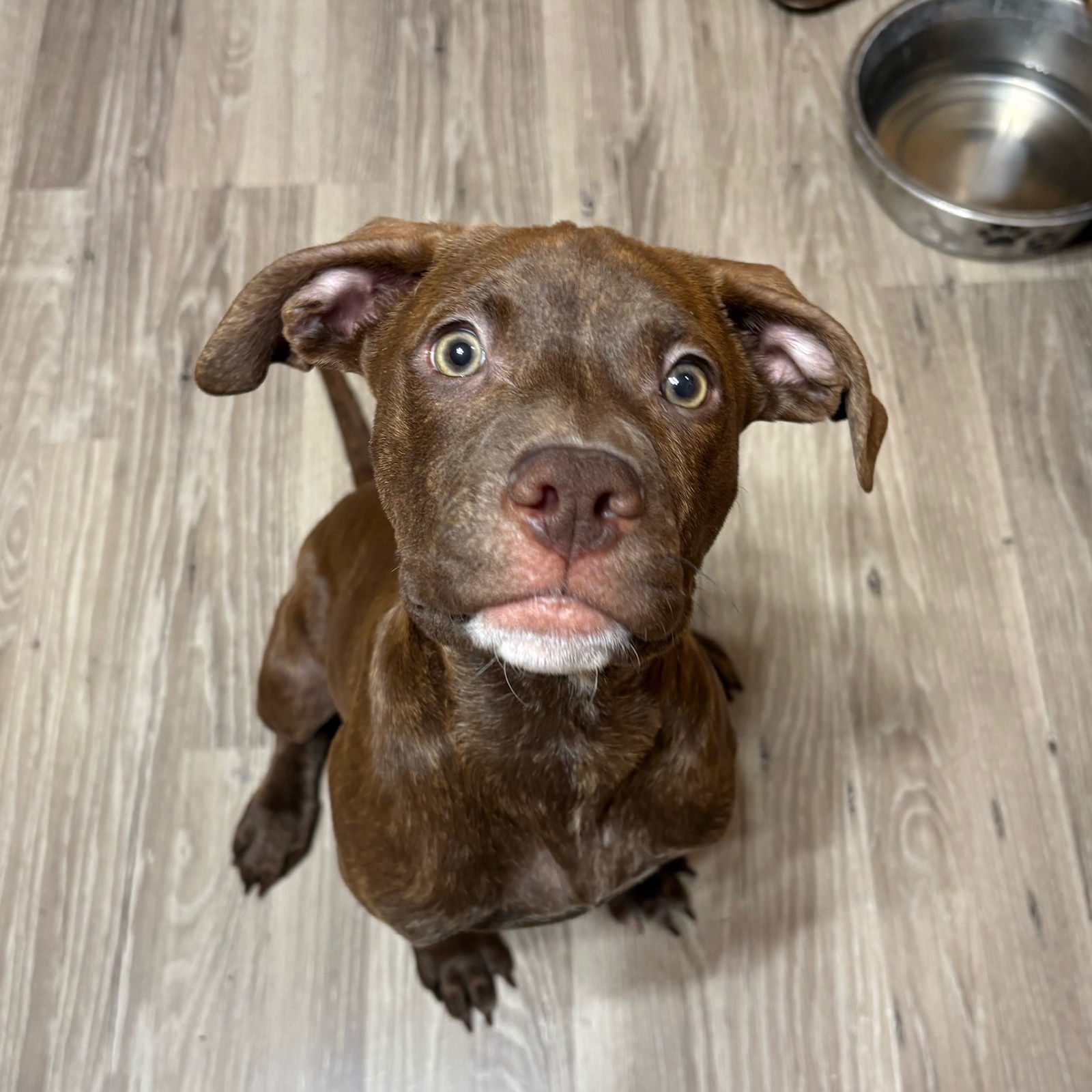 Fix It Felix, an adoptable Pit Bull Terrier, Husky in Fargo, ND, 58103 | Photo Image 2