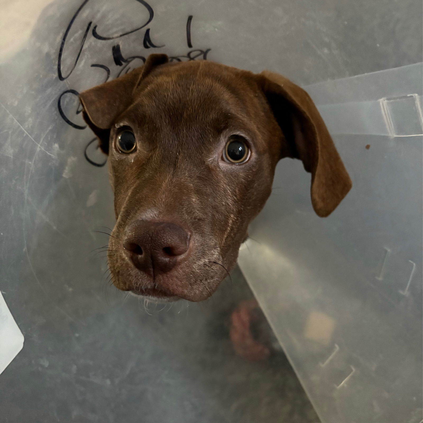 Fix It Felix, an adoptable Pit Bull Terrier, Husky in Fargo, ND, 58103 | Photo Image 3