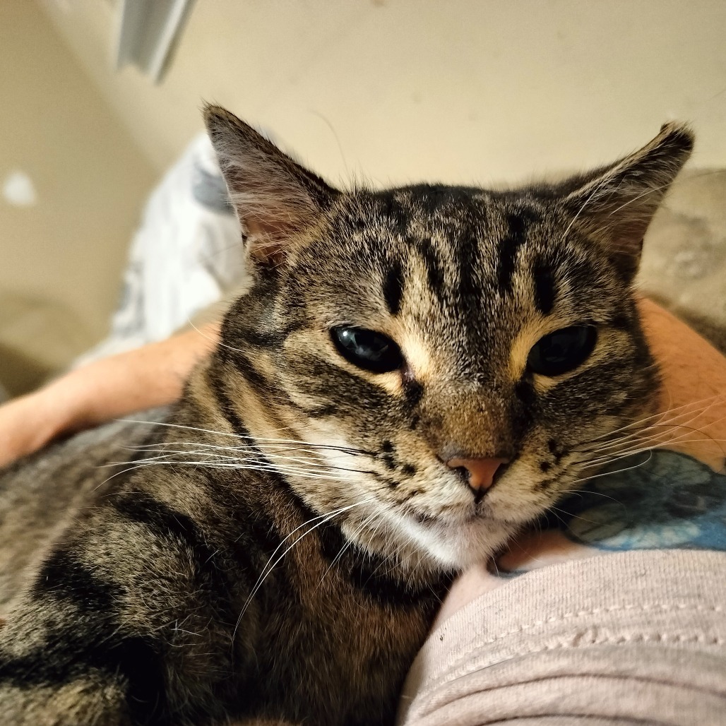 Biggs, an adoptable Domestic Short Hair in Hinesville, GA, 31313 | Photo Image 1