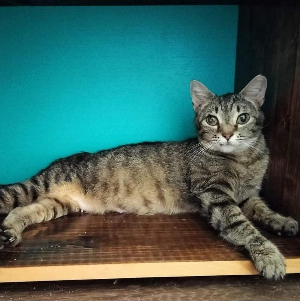 Biggs, an adoptable Domestic Short Hair in Hinesville, GA, 31313 | Photo Image 2