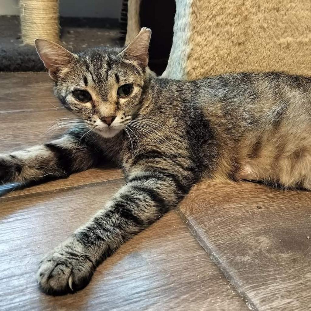 Biggs, an adoptable Domestic Short Hair in Hinesville, GA, 31313 | Photo Image 3