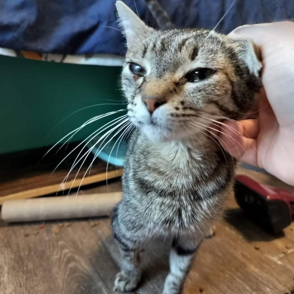 Biggs, an adoptable Domestic Short Hair in Hinesville, GA, 31313 | Photo Image 4