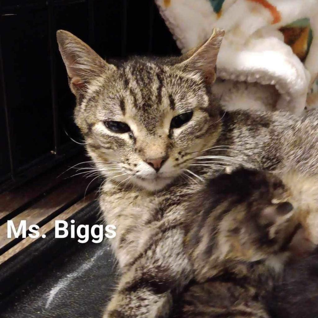 Biggs, an adoptable Domestic Short Hair in Hinesville, GA, 31313 | Photo Image 5