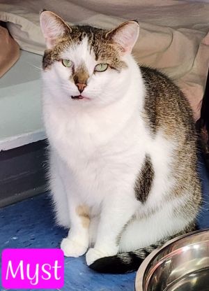 Myst, Adult Female Domestic Short Hair