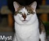 Myst photo 4