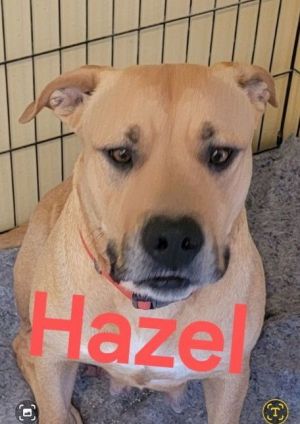 Hazel JM, Adult Female unknown