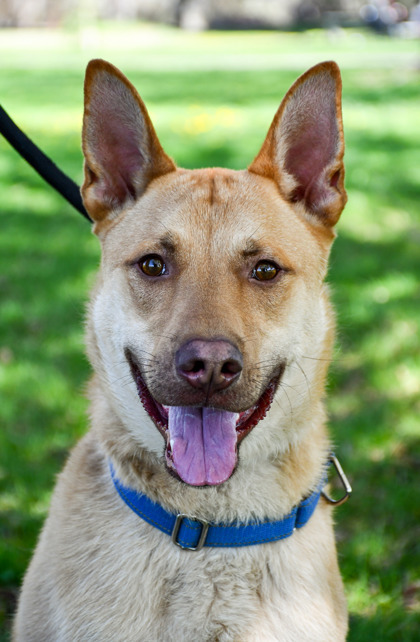Canelo, an adoptable Australian Kelpie, Shepherd in Yakima, WA, 98901 | Photo Image 1