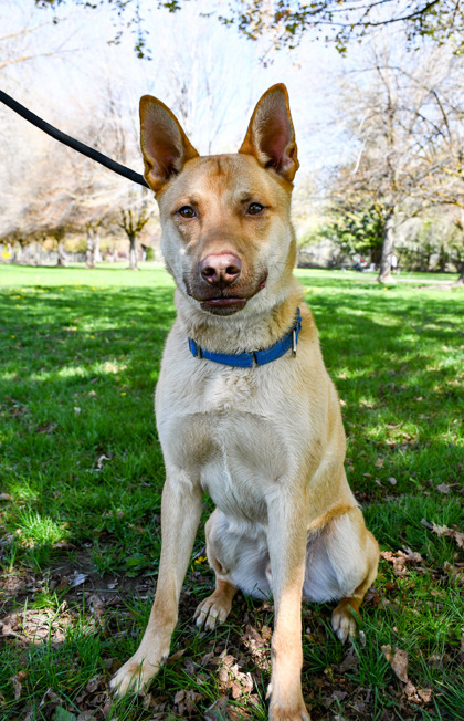 Canelo, an adoptable Australian Kelpie, Shepherd in Yakima, WA, 98901 | Photo Image 2
