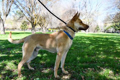 Canelo, an adoptable Australian Kelpie, Shepherd in Yakima, WA, 98901 | Photo Image 3