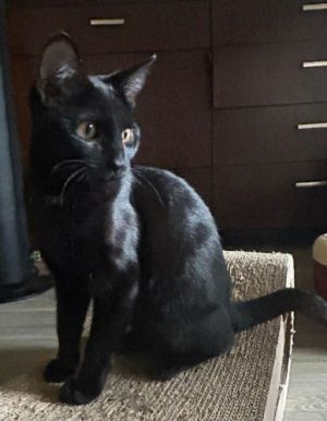 Nicole - Petsmart Plantation Foster Home, Baby Female unknown