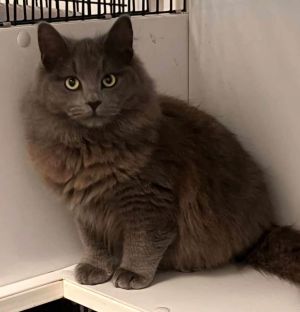 Cole and Pebbles bonded pair, Young Male Domestic Long Hair