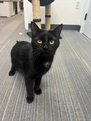 Wiggle Special needs - CH, Young Male Domestic Short Hair