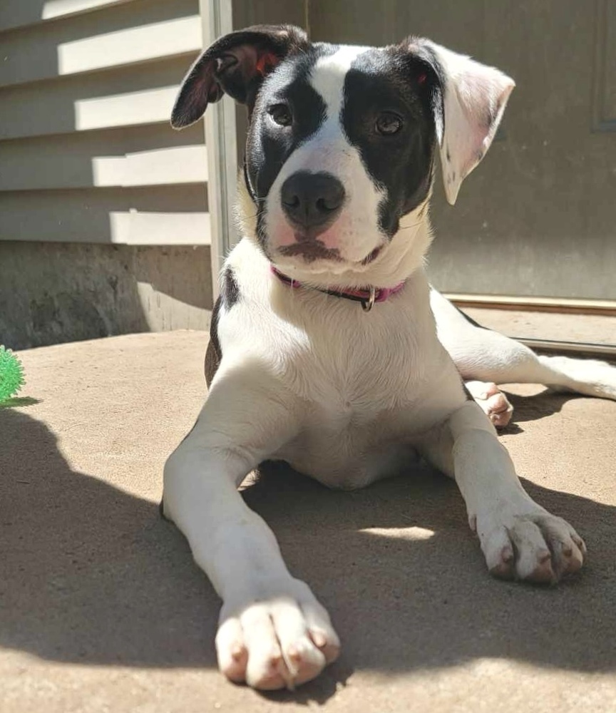 Poppy, an adoptable Labrador Retriever in Rockland, WI, 54653 | Photo Image 5