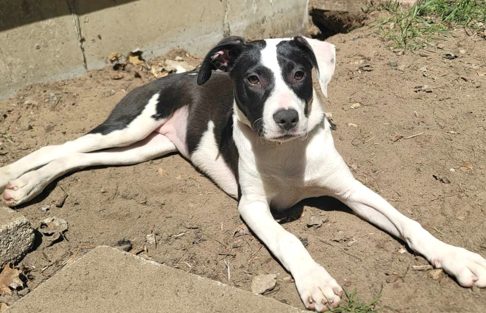 Poppy, an adoptable Labrador Retriever in Rockland, WI, 54653 | Photo Image 6