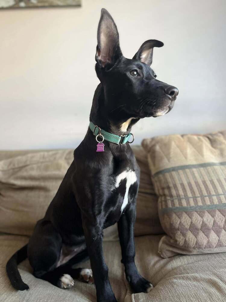Jade